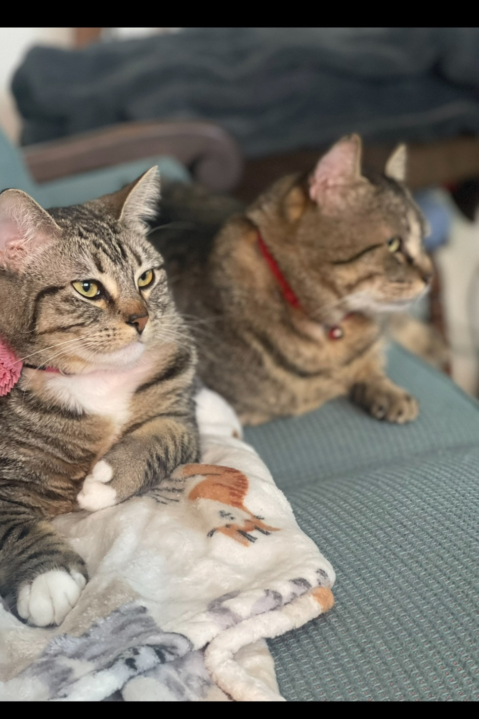 As a proud cat mom, I love making my cats as chic as me- and wearing chic things to take them with me. I’m so so eagerly anticipating my charm necklace from @abbottlyon (and more!) which I personalized as a way to take my babies every where! #abbottlyon makes high quality, personalization jewelry and I know it will be a hit! And you can get 2 for 1 sitewide with my code LTK2FOR1 #investmentpiece 

#LTKSeasonal #LTKStyleTip