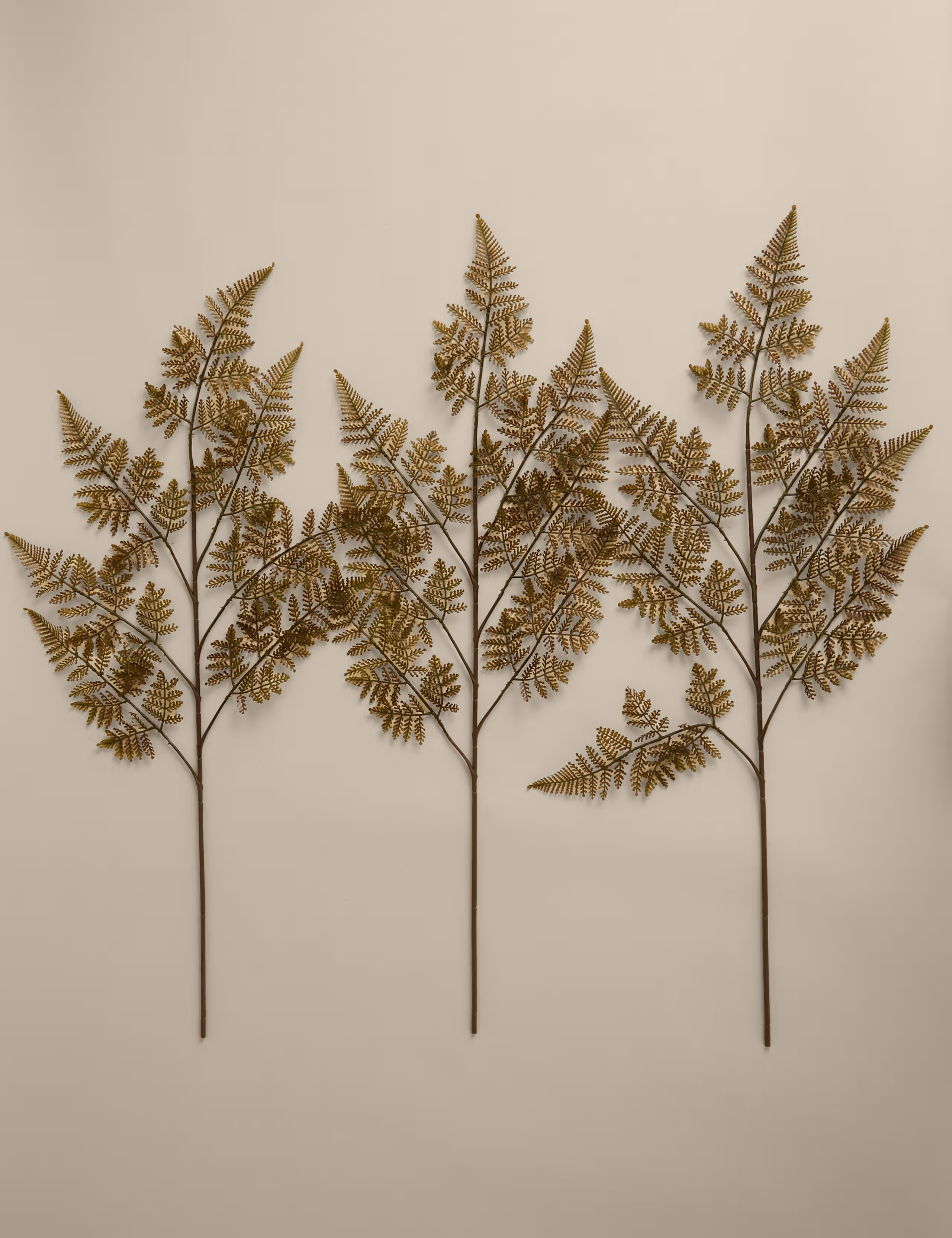 Set of 3 Fern Single Stems | Moss & Sweetpea | M&S | Marks & Spencer (UK)