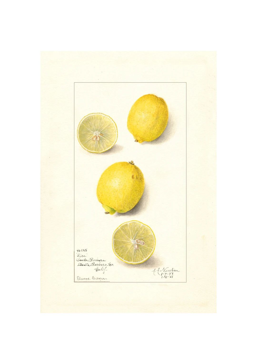 Citrus Lemon Fruit Kitchen Wall Art Poster Print, Botanical Print Framed / Unframed | Etsy (US)