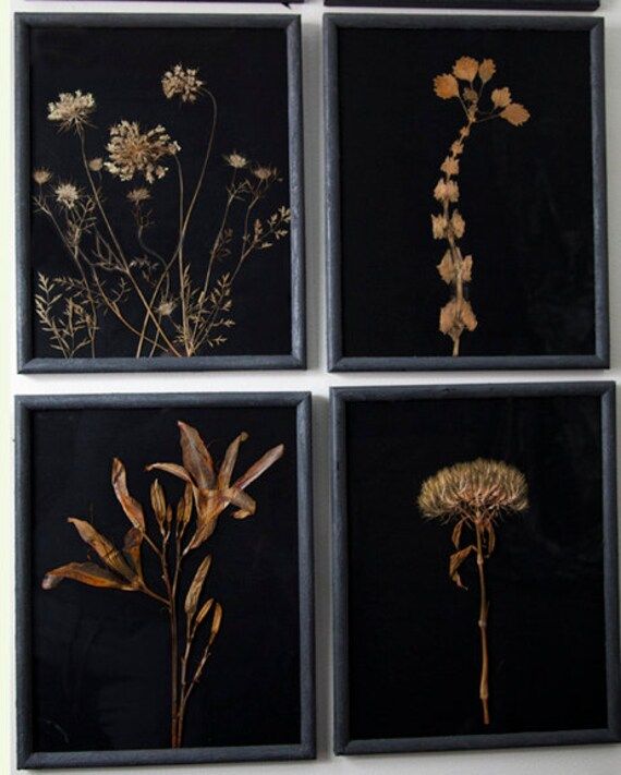 Herbarium Specimen REAL Botanical, Nature, Natural Art, Restoration Hardware | Etsy (US)