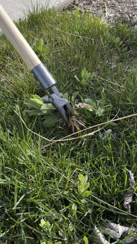 Our new back-saving weed puller. So far it’s pretty handy!

Gardening tools
Garden hacks


#LTKVideo #LTKSeasonal #LTKfindsunder50
