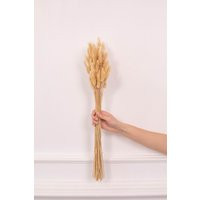 Bunny Tails - Golden Honey Brown By Luxe B Pampas Grass | Etsy (US)