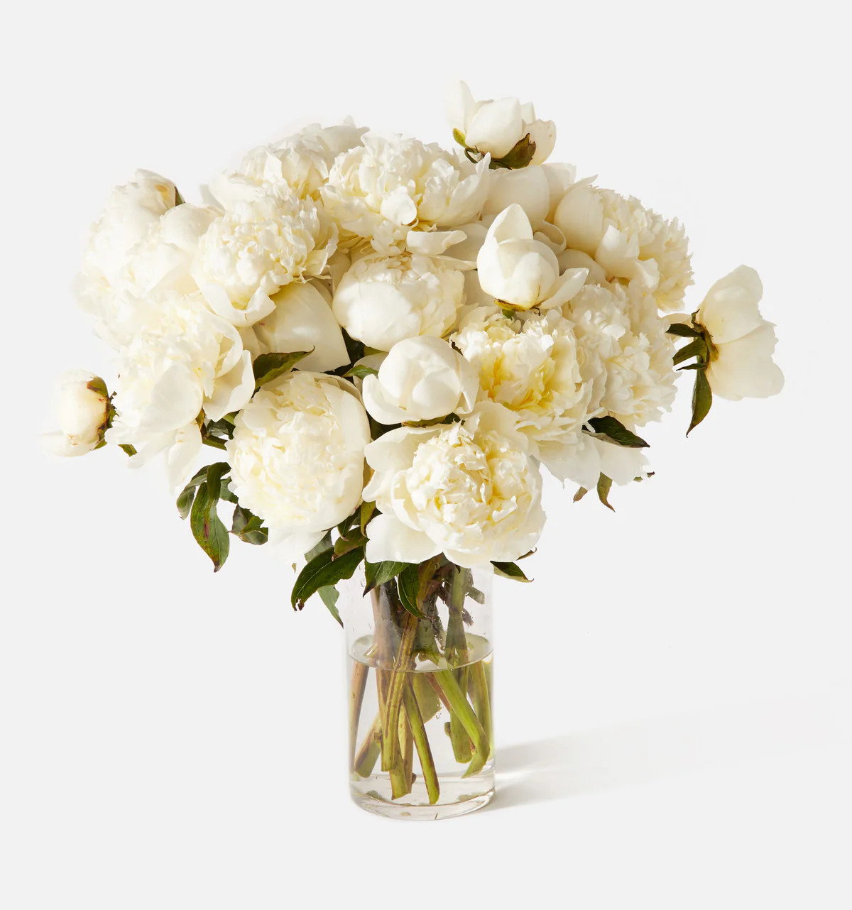 Double The Snow Peony | UrbanStems