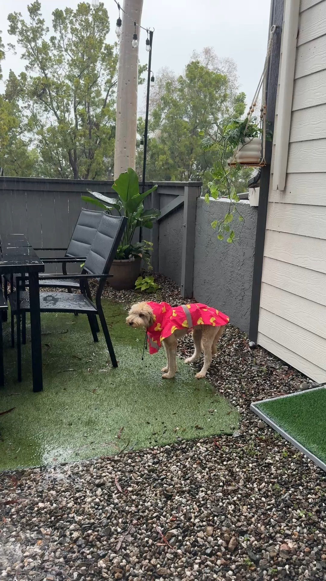 Doggy Rain Coat

#LTKCyberWeek #LTKGiftGuide #LTKHoliday