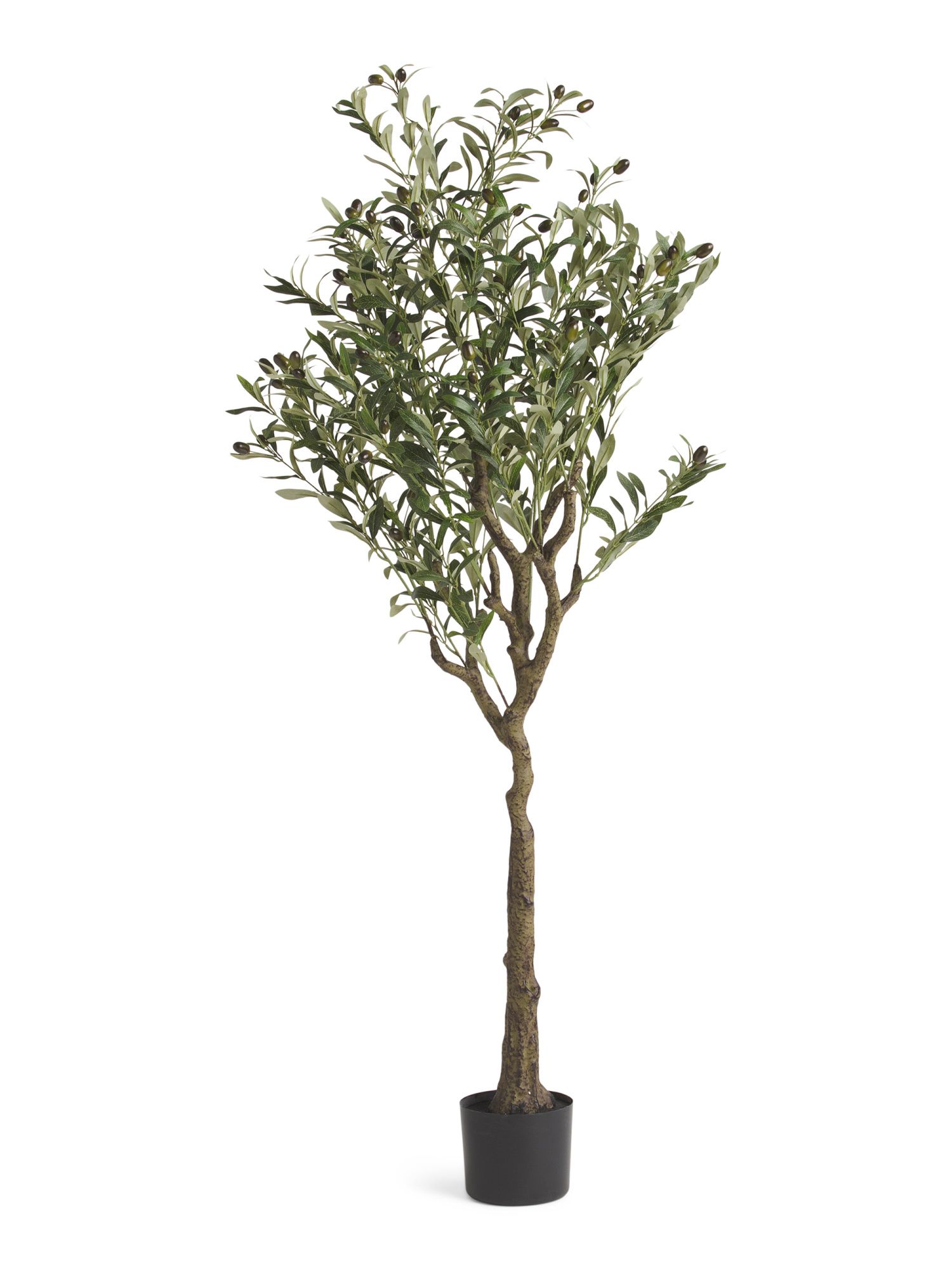 60in Olive Tree | Marshalls