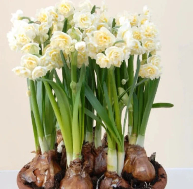 Paperwhite Bulbs, Paper Whites, Bulbs for Indoor Forcing, Narcissus Erlicheer, Set of 10, Floral ... | Etsy (US)