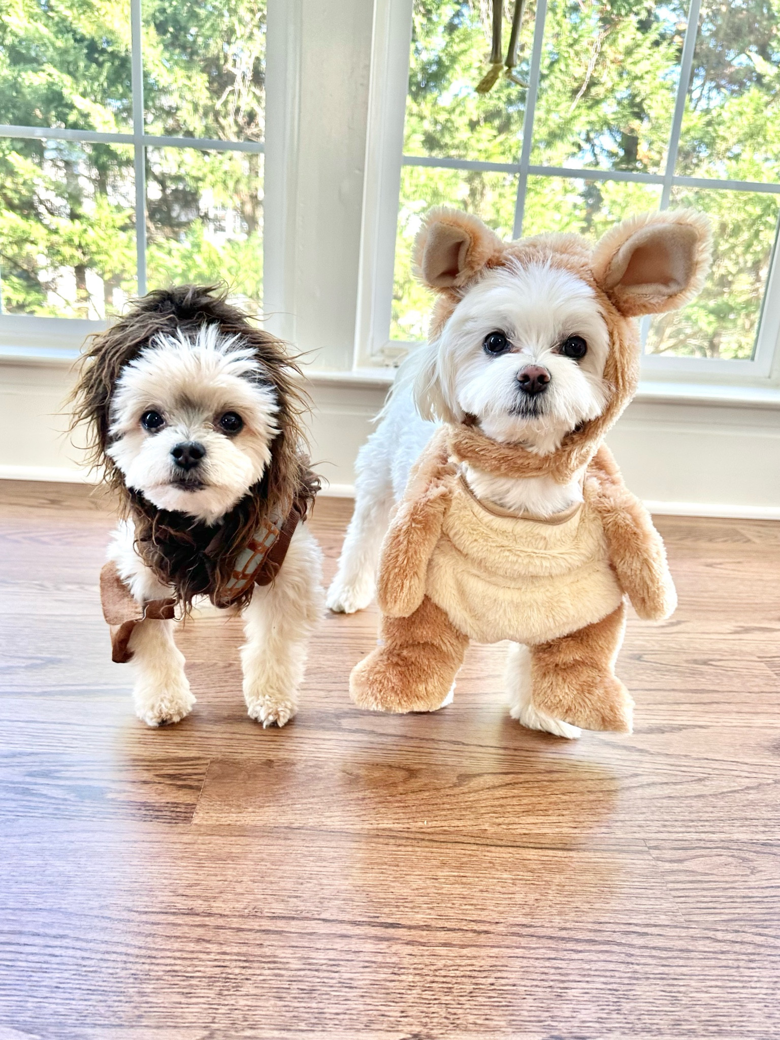 Chewy & his furry friend 

#LTKHoliday #LTKHalloween #LTKSeasonal