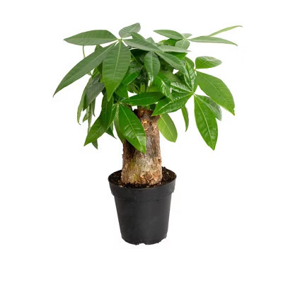 Live 4" Pachira Stump Houseplant in Grower Pot | Target