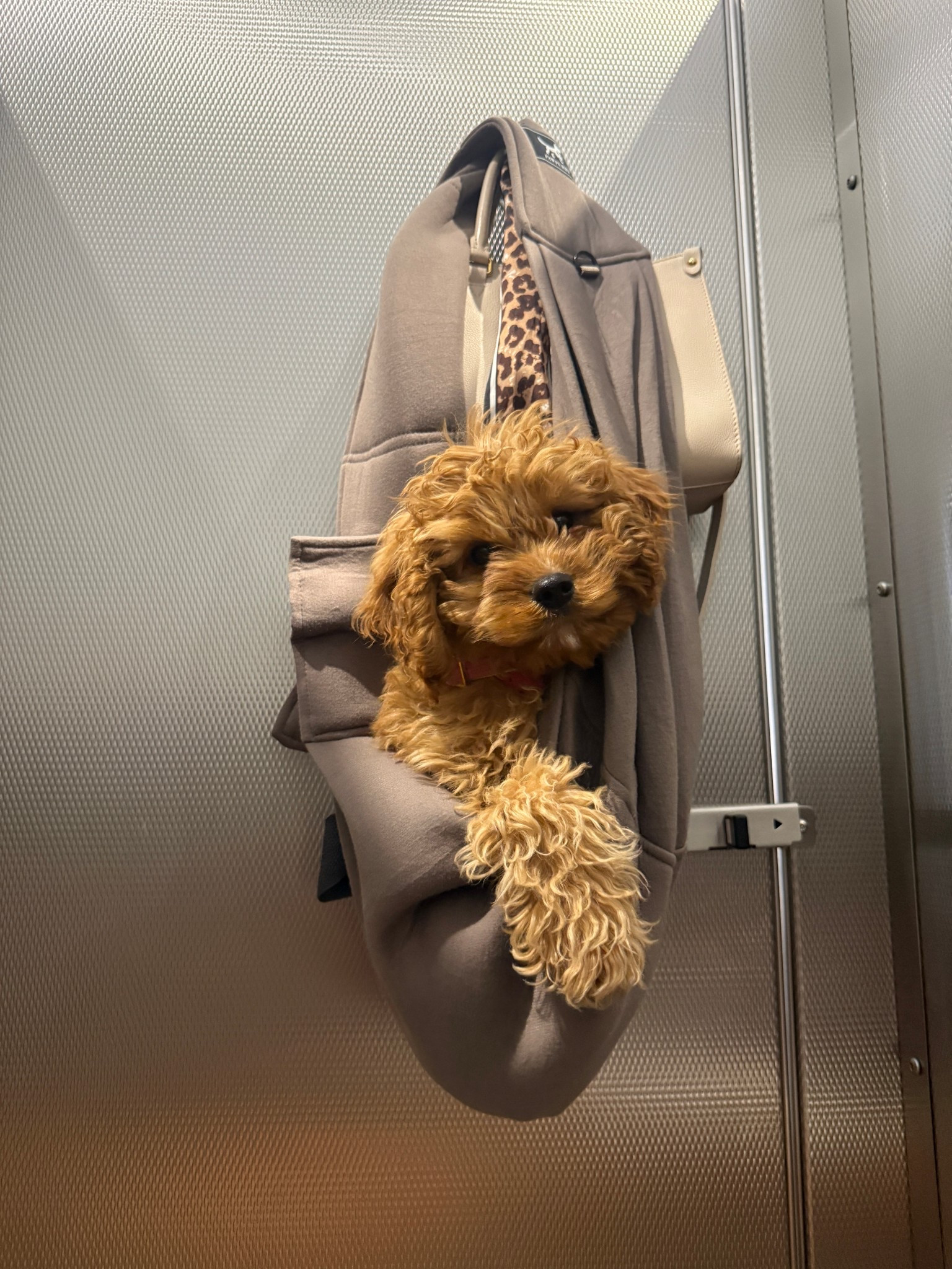 Not the dog sling coming in clutch for a bathroom trip🤣
