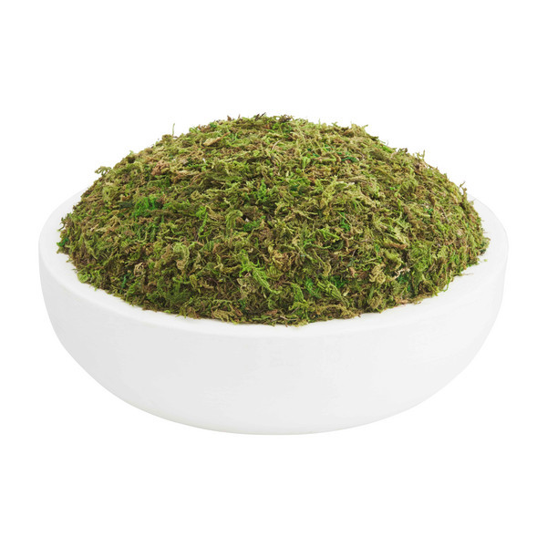 Mud Pie Moss Bowl in Green, Size No Size | Preserved Moss | Mud Pie