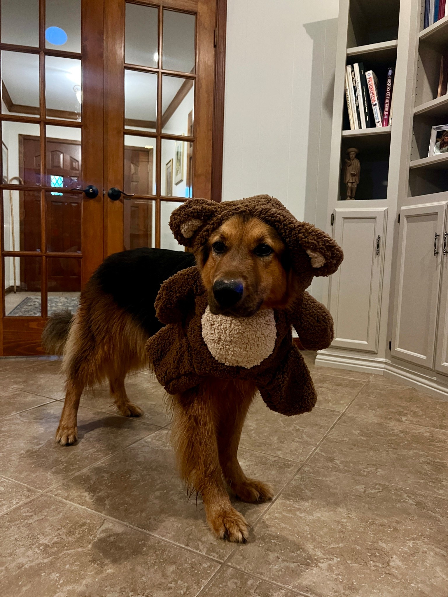 affordable dog costumes for your pup this Halloween! All of these are under $20 at @petco! #petcopartner #ad 