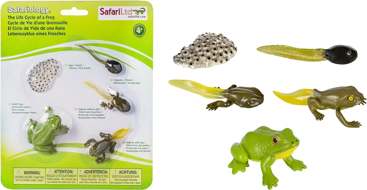 Safari Ltd Life Cycle of a Frog | Amazon (US)