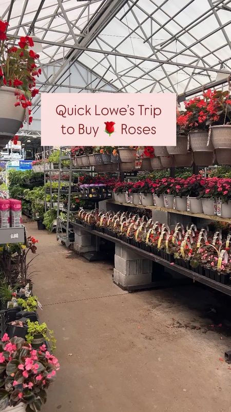 Pretending to be a Coastal grandmother at Lowe’s this weekend, checking on the roses, flowers and veggies and planning my garden. Found some great planters that would be perfect if you’re going for a Nancy Meyers garden vibe. Some planters under $100. 

#LTKSeasonal #LTKfindsunder100 #LTKhome