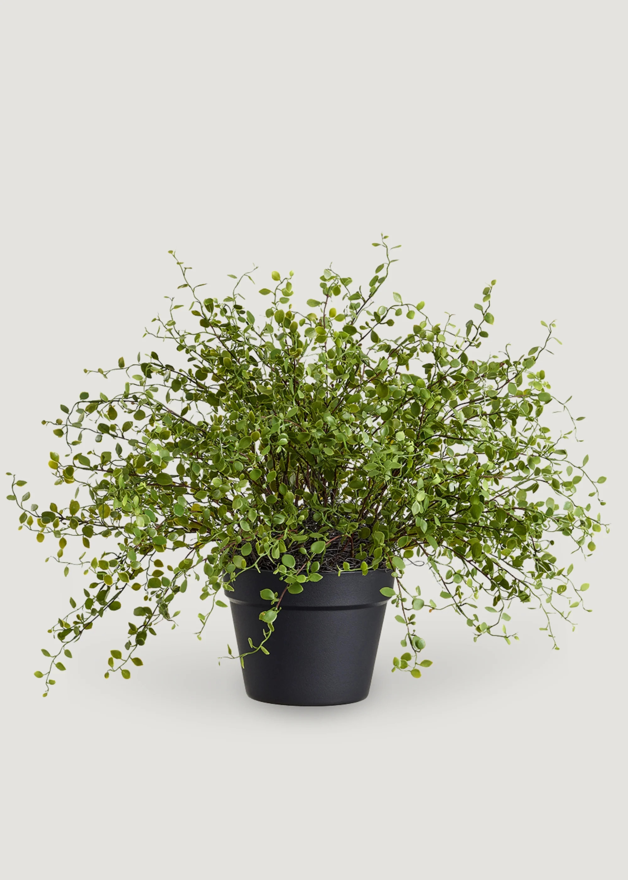 Maidenhair Creeping Vine Plant | Fake Potted Plants at Afloral | Afloral