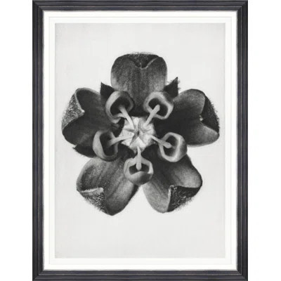 COMMON MILKWEED BY KARL BLOSSFELDT | Wayfair North America