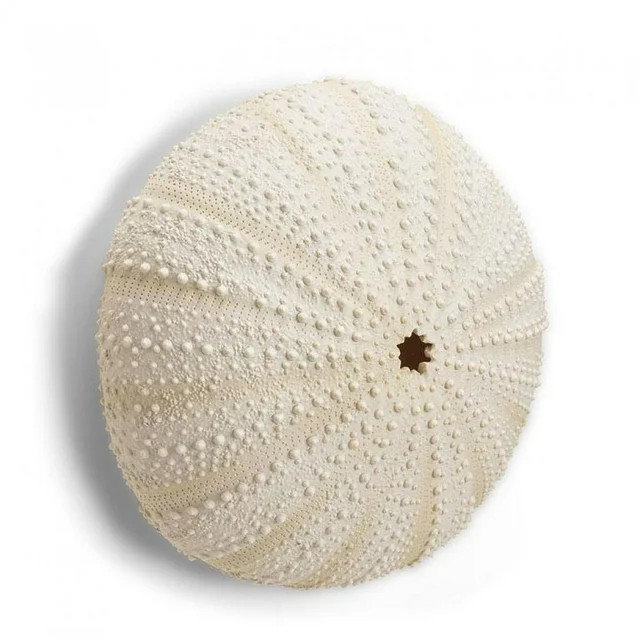 Round Urchin Wall Decor - Walmart.com | Walmart (US)