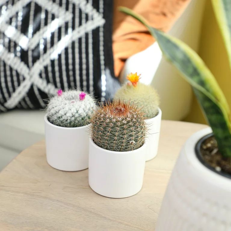 Altman Plants 2.5" Assorted Cactus Live Plants (3 Pack) with White Pots | Walmart (US)