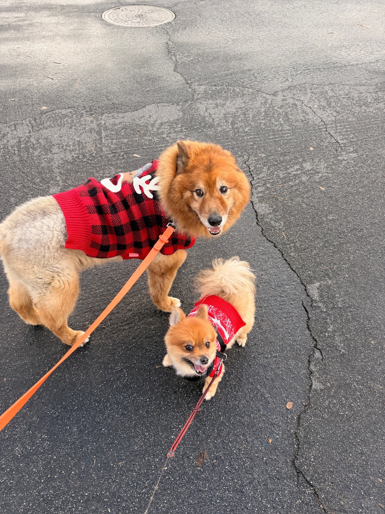 The cutest sweaters ❣️

#LTKgrwm #LTKHoliday