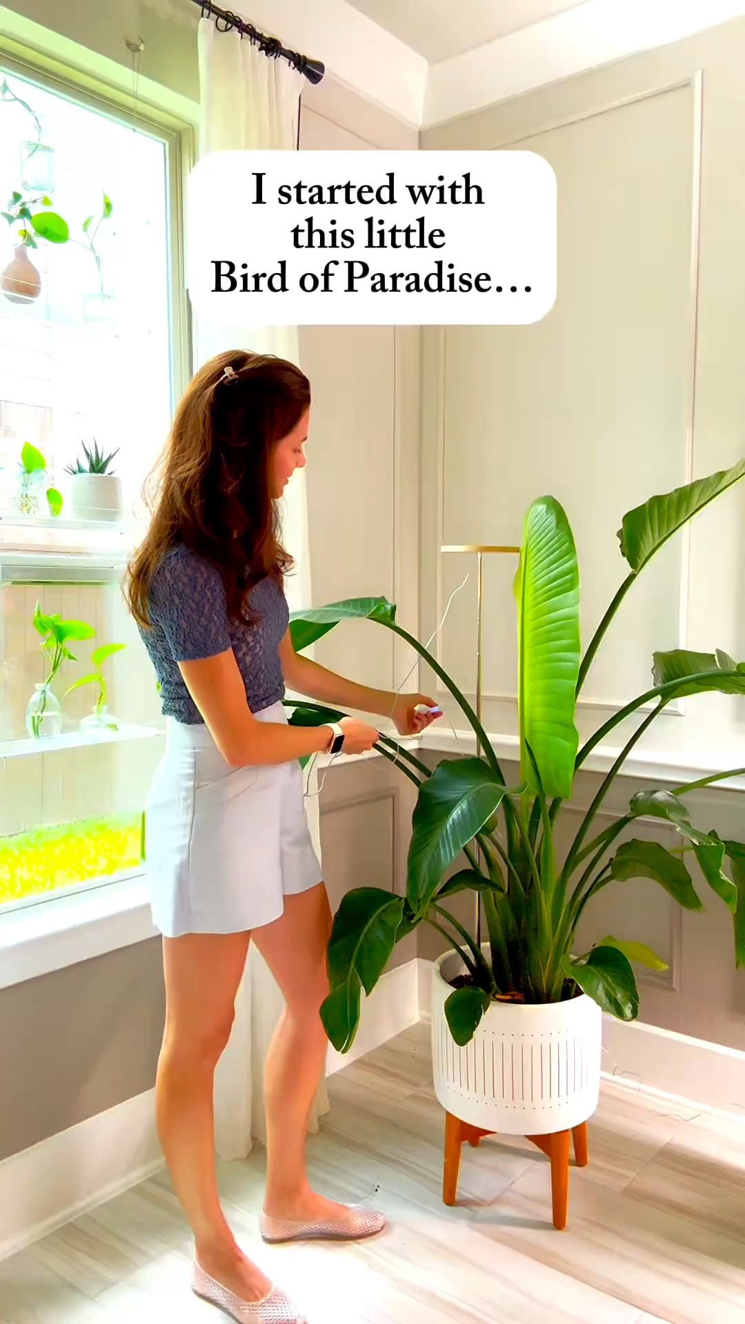 If you want a houseplant that won’t make you work too hard for the reward, start here. 

My Bird of Paradise has been one of the most rewarding plants in my home. She puts out new leaves like crazy, makes such a statement, and honestly doesn’t ask for much.

This is one I’d recommend again and again, especially if you’re ready for something that can get BIG. 🙌🏼

Want to know exactly how I care for mine, from what goes in her water to how much sunlight she receives?

Comment DETAILS and I’ll send you all my BOP care tips ✨

bird of paradise care | indoor tropical plants | large houseplants | houseplant tips | indoor plant care | statement plants | beginner friendly plants

#BirdOfParadise #HouseplantCare #IndoorPlants #PlantTips #PlantLovers

#LTKmomlife #LTKHome #LTKOver40