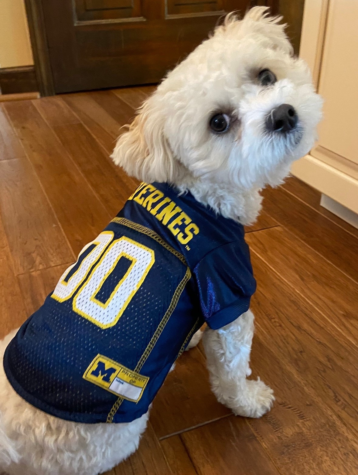 Olive has been repping one of her teams this week and write into the final four and now onto the natty! 🏀 
Loads of other teams are also available 👍🤗🫶
#LTKpets