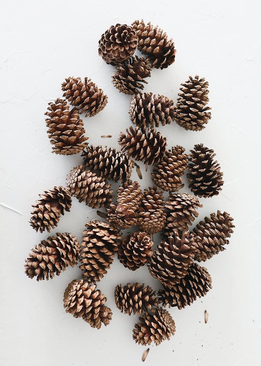 Bag of 25 Natural Medium Pine Cones - 3-5" Long | Afloral (US)
