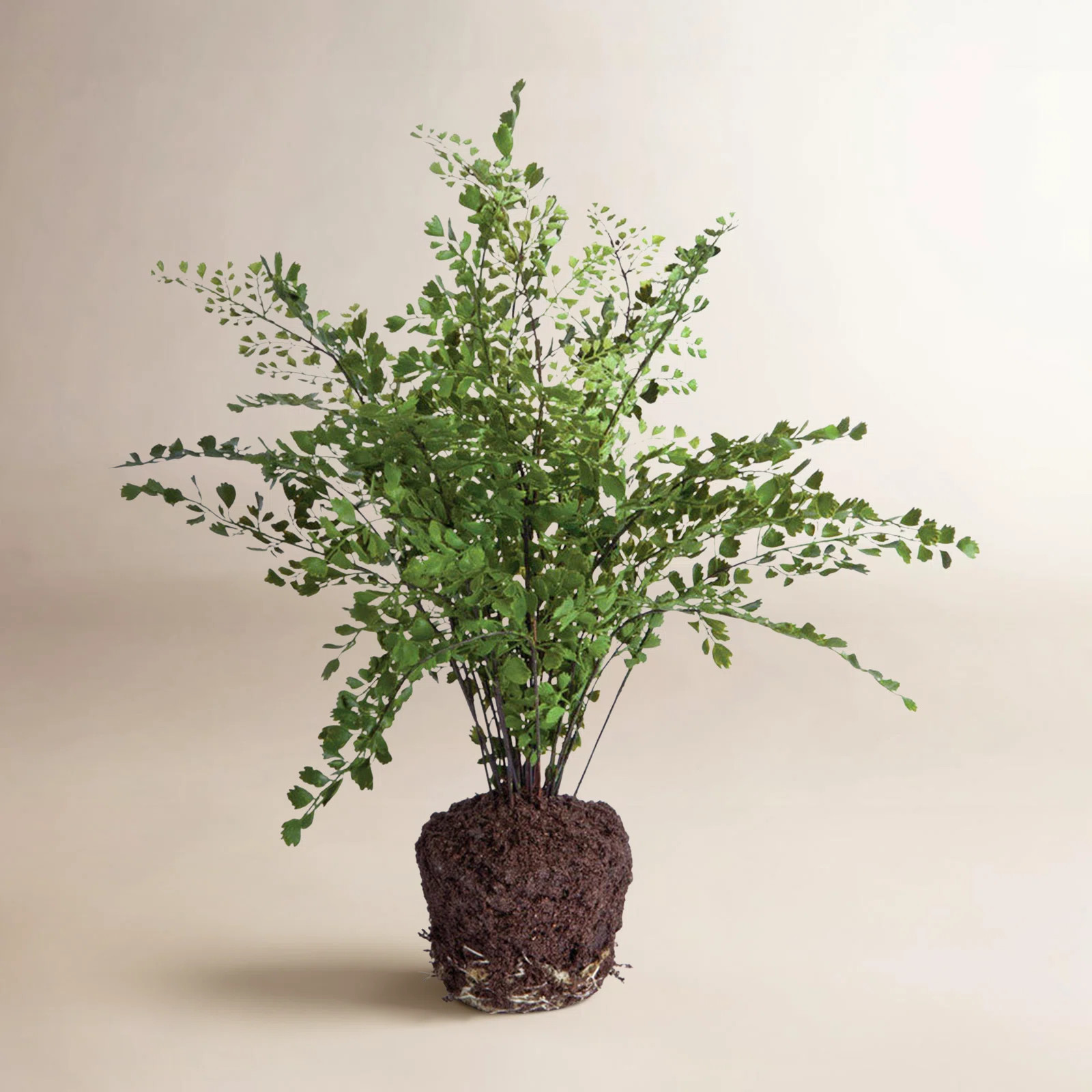 Queensland 18'' Faux Maidenhair | Wayfair North America