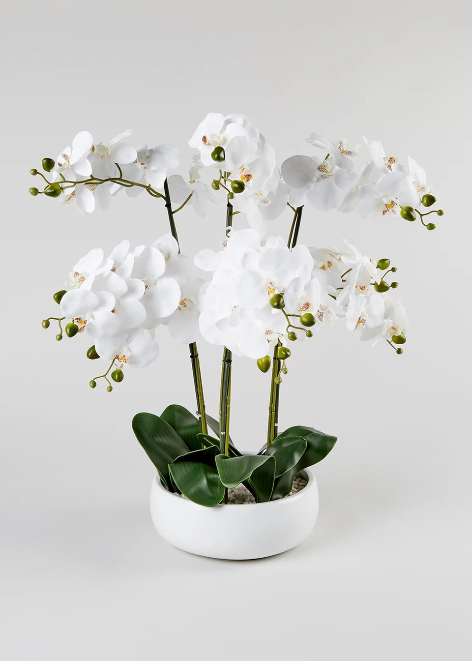 Orchids in Large Ceramic Pot (26cm x 12cm) | Matalan (UK)
