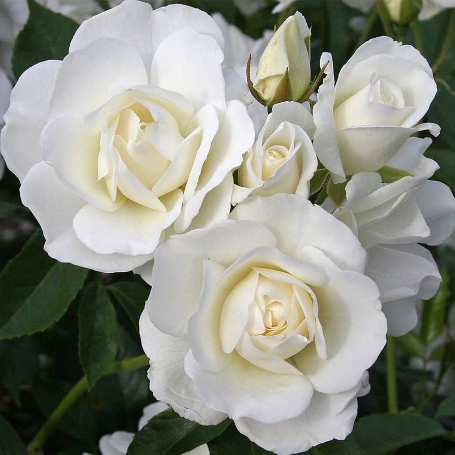 Heirloom Roses Rose Plant - Iceberg® White Rose Bush, Shrub Rose Live Plant for Planting Outdoor... | Amazon (US)