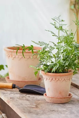 Bergs Copenhagen Terracotta Pot + Saucer Set | Terrain