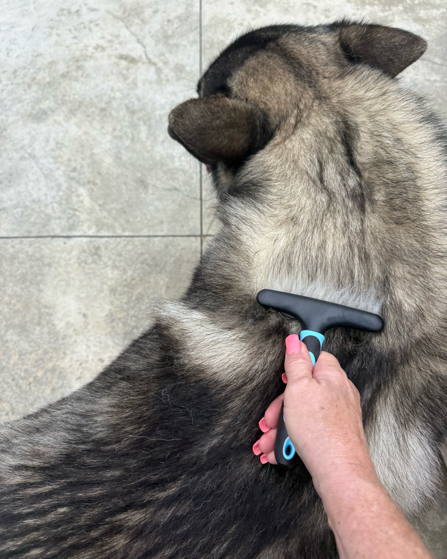 Atlas is blowing his winter coat and this rake style deshedding brush helps a lot🐾
Under $10 @amazon
#amazonfind #dogbrush #shilohshepherds #LTKOver50 #momover50 #petlife #LTKpet

#LTKmomlife #LTKdayinmylife #LTKmorningroutine
