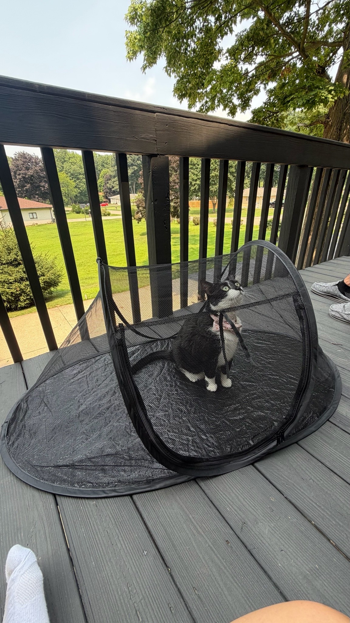 This cat tent is the funniest thing, our girls love it though 😂😂

#LTKSeasonal #LTKHome