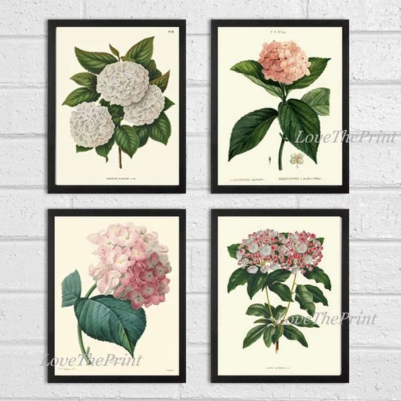 BOTANICAL Print SET of 4 Art  Antique Beautiful Hydrangea Flowers Plants Spring Summer Garden Nat... | Etsy (CAD)