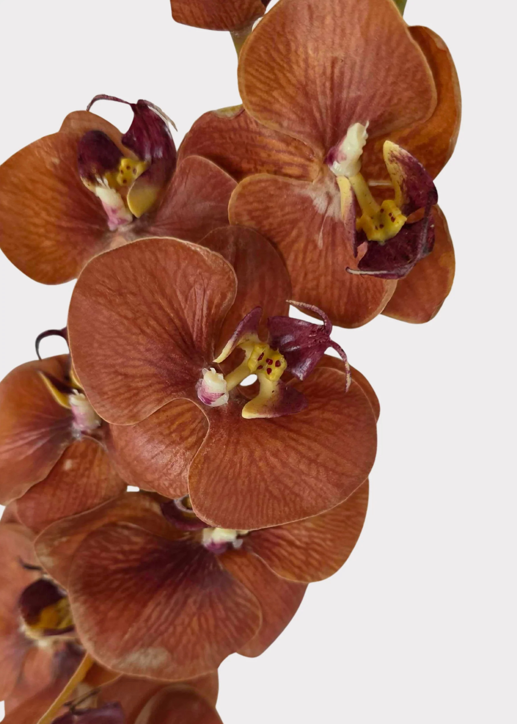 Real Touch Fake Phalaenopsis Orchid in Fall Burnt Orange Hue - 31" | Afloral