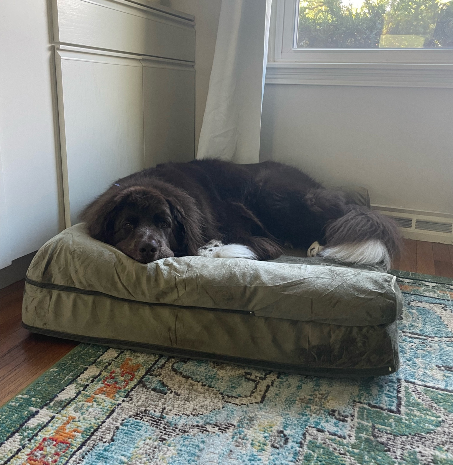Cute dog bed! Well, as cute as a huge dog bed can be. At least it matches!

Living room 
Dog bed
Living room Aesthetic 
Home decor


#LTKhome #LTKunder100