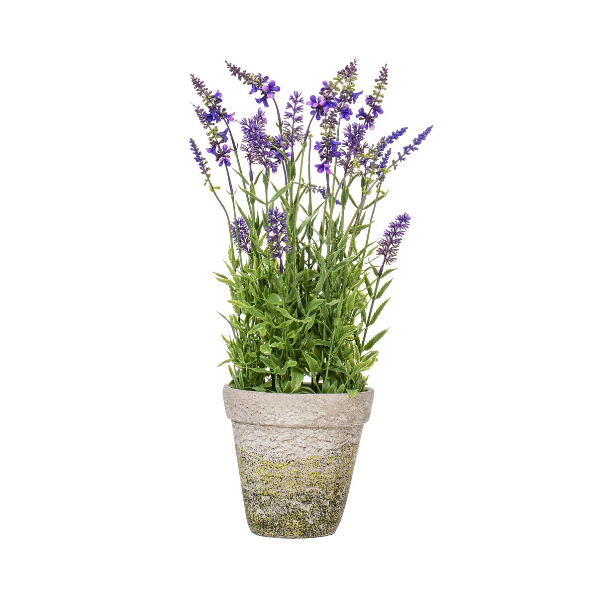 Lavender Arrangement in Pot | Wayfair North America