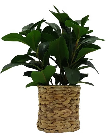 Get your home entertainment ready for fall and the holidays. Faux plant in a wicker basket, glass drink ware set, wooden serving bowl, wood tray perfect for serving or charcuteries. 

#walmart #homedecor #bowls #charcuterie

#LTKSeasonal #LTKHome #LTKSaleAlert