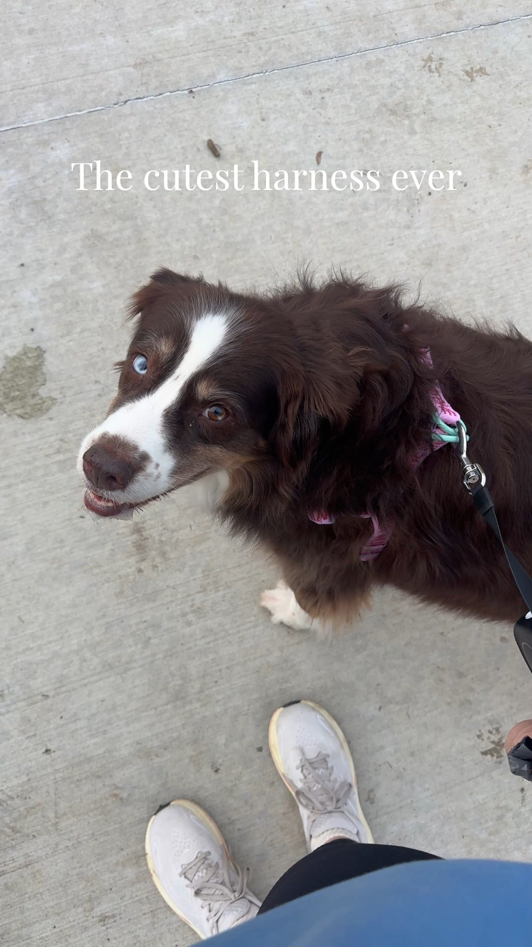 Our walks just got that much cuter! Bennie is a 70lb Aussie with lots of fur and is wearing a Large! I love that this clips in the front or back AND it’s under $25! 4 other cute colors  