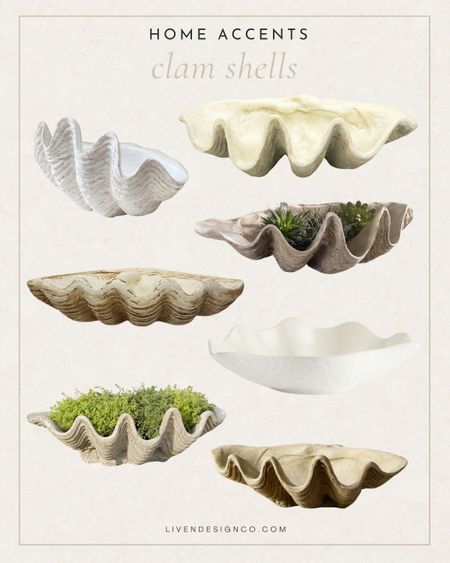 Decorative clam shell. Clam shell planter. Home decor. Spring decor. Coastal decor. Natural decor. Neutral decor. Coffee table decor. 

#LTKSeasonal #LTKhome #LTKfindsunder100