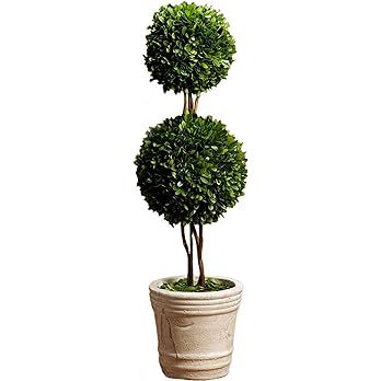Serene Spaces Living Double Preserved Boxwood Ball Topiary in a Pot, Boxwood in Planters, Preserv... | Amazon (US)