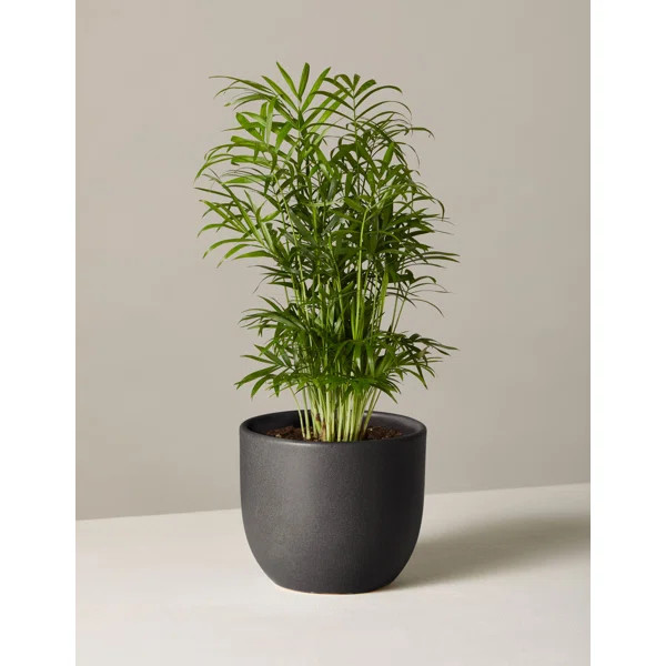 18'' Live Palm Plant in Pot | Wayfair North America