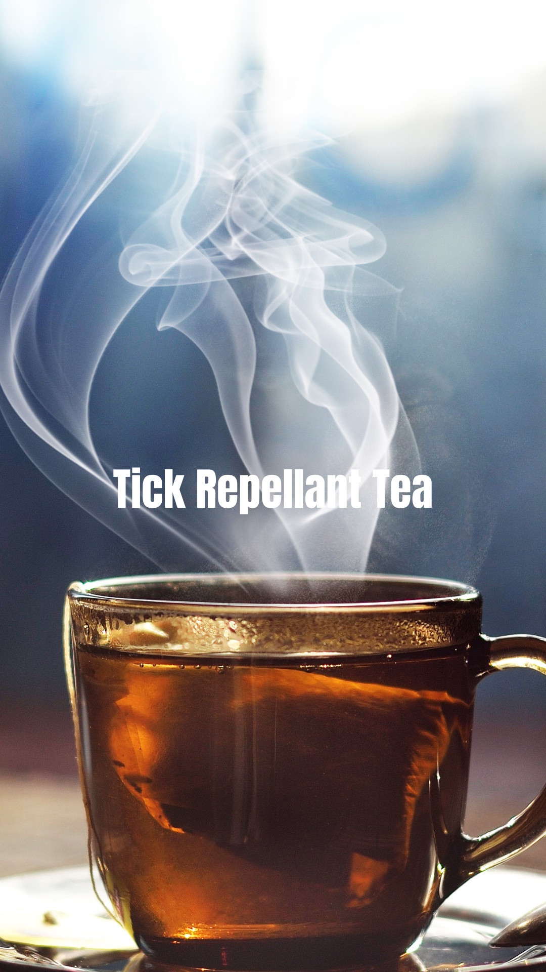 Cistus Tea has been in use to help prevent ticks from attaching to dogs and humans! Not only are we finding less ticks on us after time out in the woods, but those we do find are not attached! Like synthetic repellants, tick-repellant plants deter ticks and insects with their natural smell. These plants contain bioactive compounds that produce a fragrance that irritates the ticks. While the smell of the tea is pleasant to us, ticks are extremely sensitive to the smell and tend to stay away. By consuming it we emit this smell. 
.
Cistus Incanus grows in the dry, arid, harsh climate of the Mediterranean. The plant protects itself by increasing its levels of polyphenols, powerful constituents that fight oxidative stress, and free-radical damage. It is loaded with bioactive compounds, including bioflavonoids, polyphenols, catechins, rutin, proanthocyanadins, and gallic acid – these keep ticks, mosquitos, and other insects away. 
.
Cistus also provides a range of health benefits: relieves oxidative stress, acts as a powerful antioxidant, reduced inflammation, provides immune system support, reduces inflammation, breaks down viruses and biofilms, and stimulates detoxification. It has even been used in the treatment of Lyme!
.
Usage: (I found this dosage online, not medical advice from me) Whether you are taking Cistus tea for mosquitoes, viruses or both, it’s important to drink it daily and throughout the day. For Lyme disease, Dr Klinghardt has said that adding stevia boosts its effectiveness. Linden Botanicals suggests boiling 1/8oz of herb in 8oz of water for 25 minutes. Be sure to use a lid to retain the essential oils. There is research indicating that a long boil of 35 minutes is optimal. You can brew the herbs again two or three more times. 
#ticks #woodticks

#LTKActive #LTKFamily #LTKSeasonal