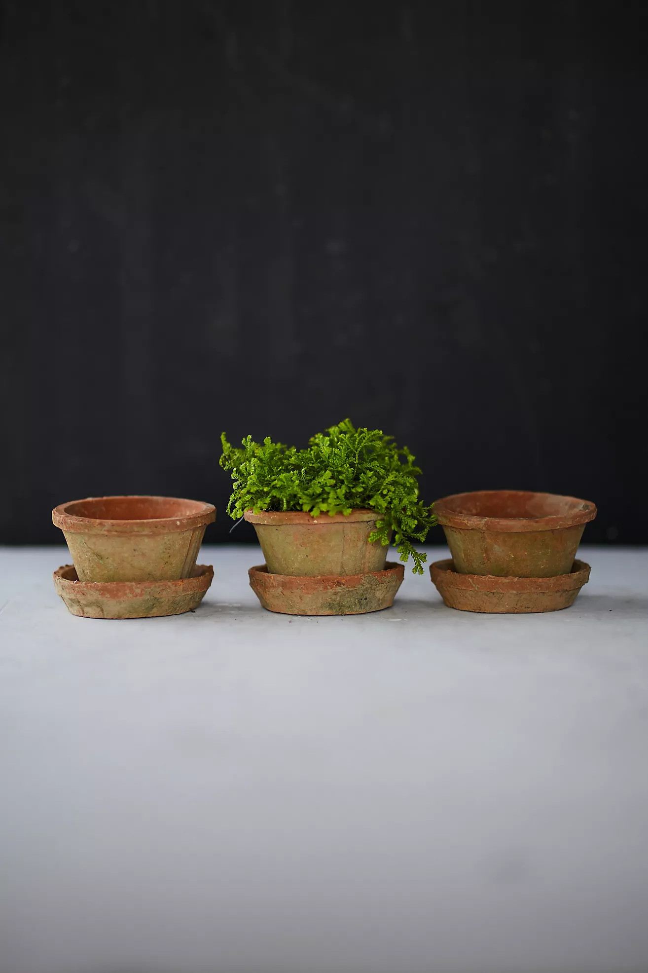 Earth Fired Clay Thin Rim Pot + Saucer, Set of 3 | Terrain