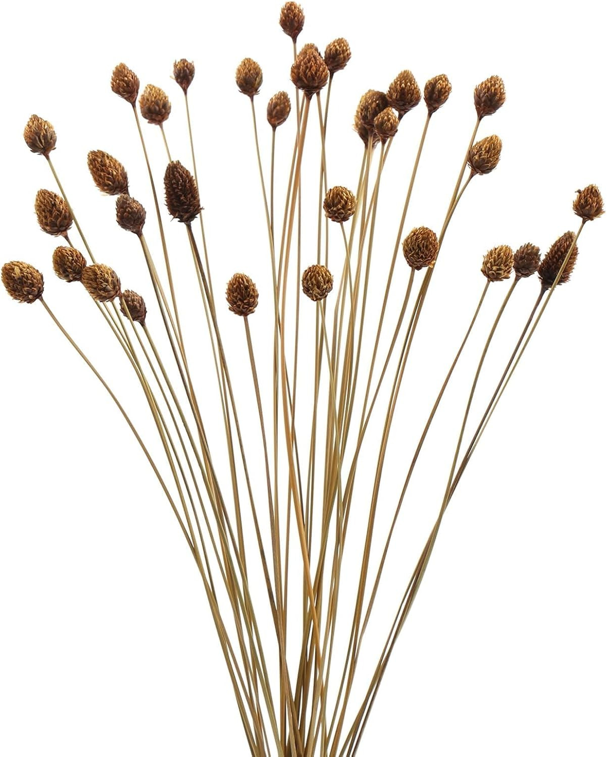 60pcs Dried Natural MINI Pine Cone Ball Flowers with Stems 17" Ball Dia 0.4"-0.5" - Billy Ball Fl... | Amazon (US)
