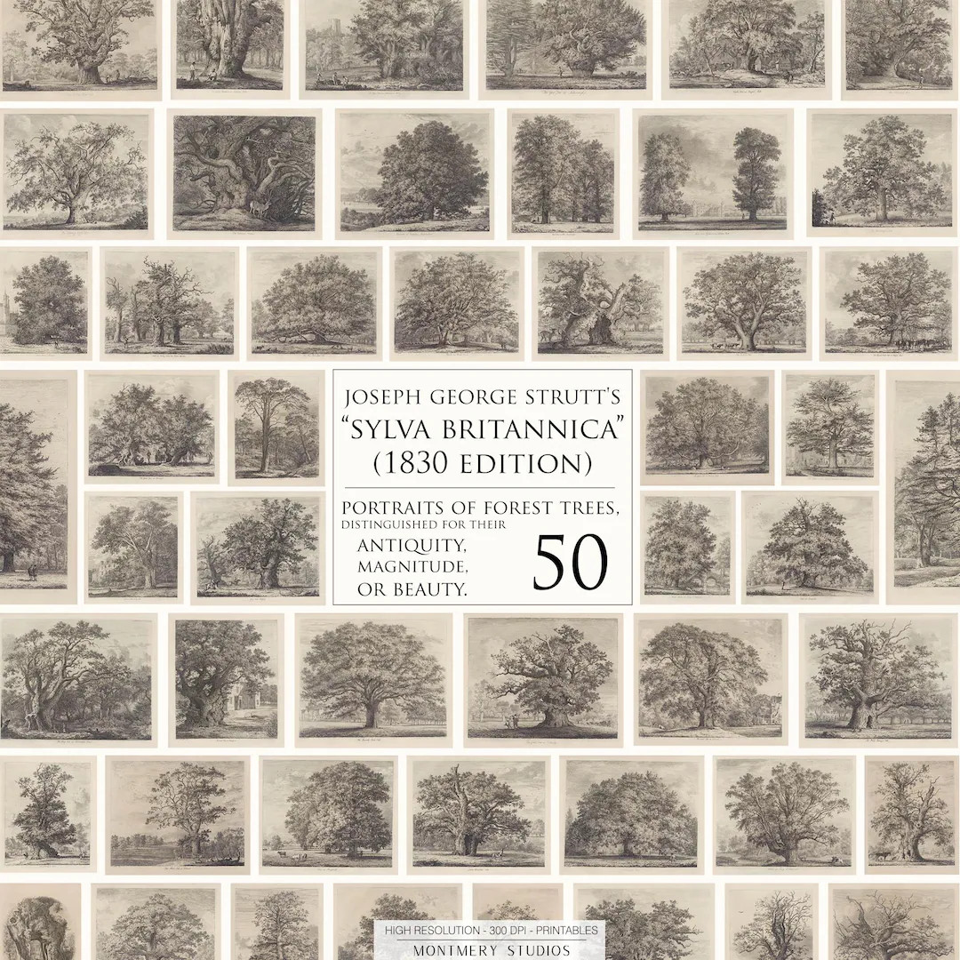 Vintage Forest Tree Art Prints, Set of 50 Etchings by Jacob George Strutt Sylva Britannica Collec... | Etsy (US)