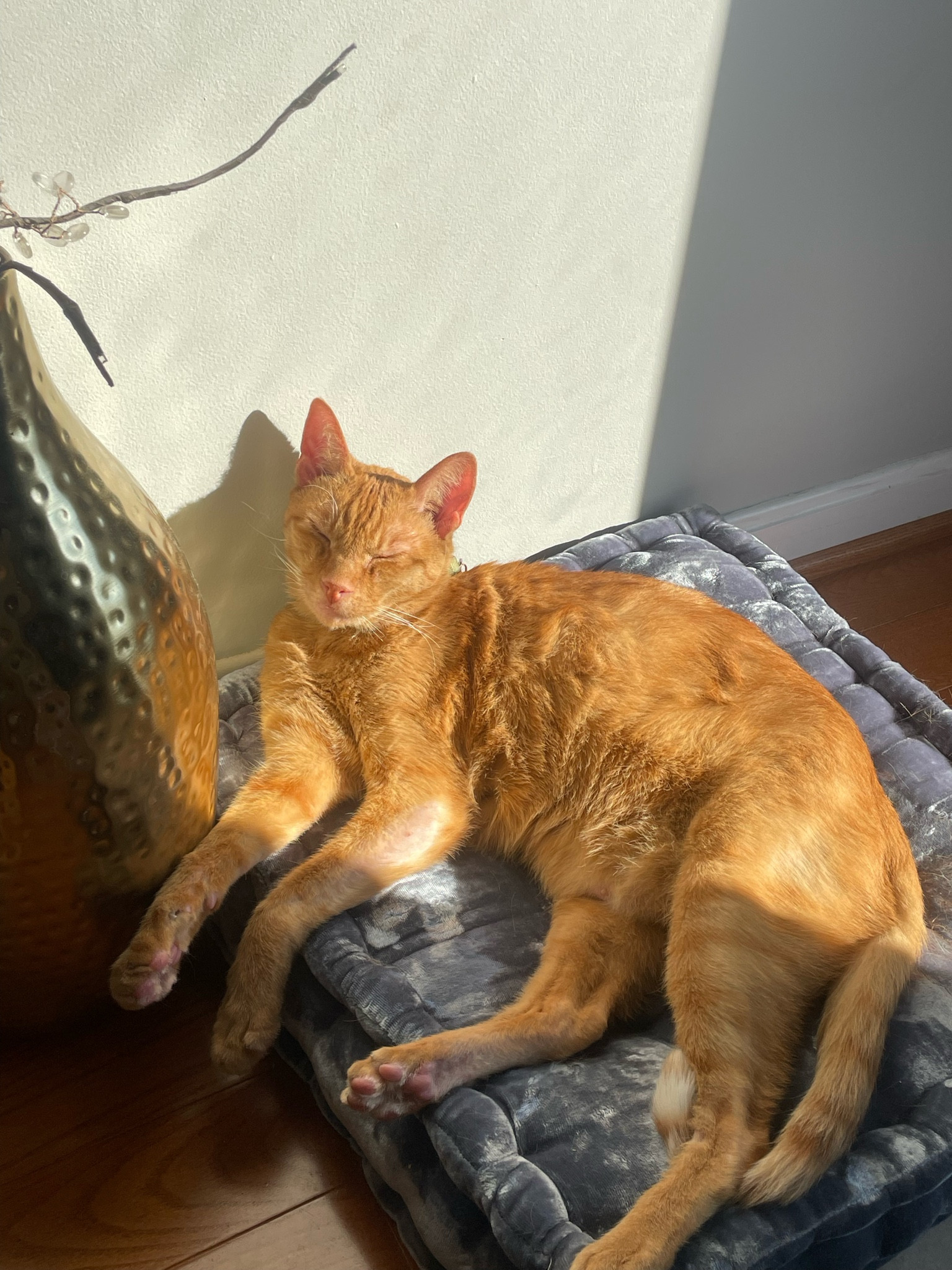 Urban outfitters pet bed / floor pillow #pets #petbed

#LTKGiftGuide #LTKFindsUnder50 #LTKFamily