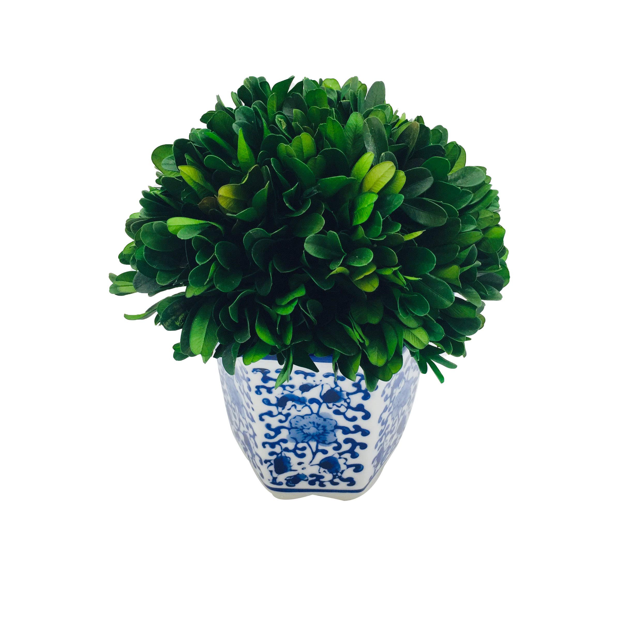 Galt International 7" Naturally Preserved Real Boxwood Ball in Hand-Painted Blue & White China Pot Planter Green Indoor Plant Home Decor (Small 7" Tall Topiary) | Amazon (US)