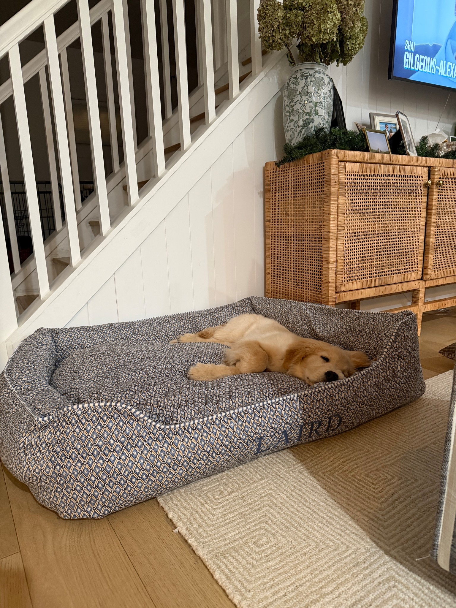 [12/29/25] laird’s new bed! Got the cover + insert, size large (he’s supposedly going to get to about 75lbs) and hoping this will be a nice size for him! added personalization with his name as well. Lots of pattern options available 

#LTKHome #LTKdayinmylife #LTKHoliday