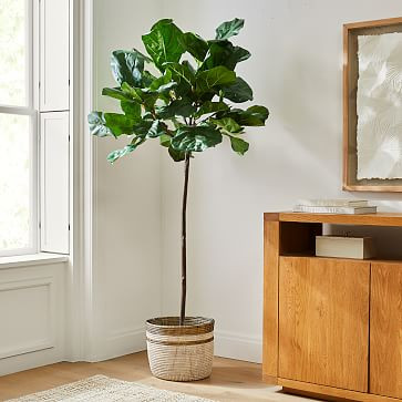 Faux 7' Fiddle Leaf Fig Tree &amp; Colorblock Basket Floor Planter Set | West Elm (US)