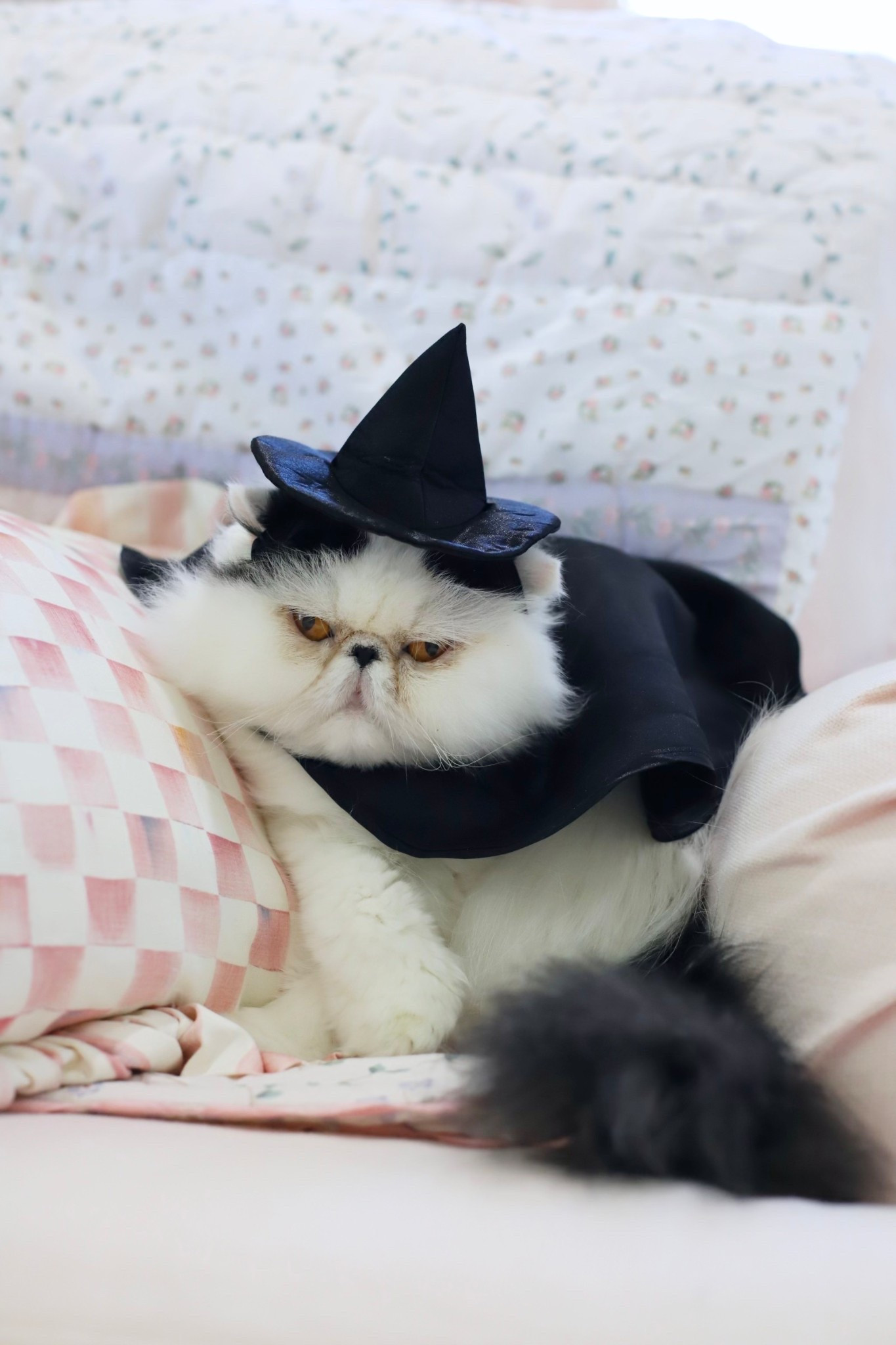 Stella and I had way too much fun picking out Halloween costumes for her brofurs! We snagged these at the @petco Bootique and every costume was only $20! These spooky-cute outfits work on both cats and dogs. #PetcoPartner #Ad #PaidLink 

#LTKHalloween #LTKFamily #LTKParties
