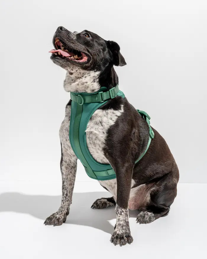 Dog Harness | Nordstrom